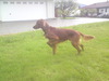 Tintoramas Skar[1]_270x203