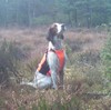 Irsk-rød-og-hvit-setter-Toboggans-Amazing-Skadi-1AK