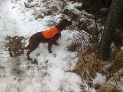 Fugloddens Ronja_450x338