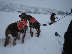 Klabbeføre_500x375