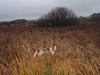 Snorypas-Rusty-lavland