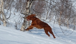 Bygd for stor fart i terrenget_320x184