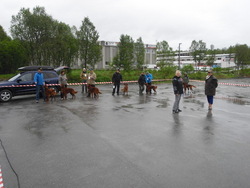 Brukshundklassen hann_500x375