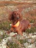 Chili Geilo_150x200