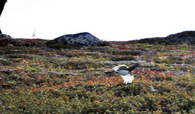 Tydalsrype