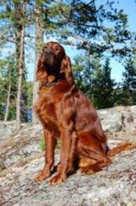 oscarn_150x226