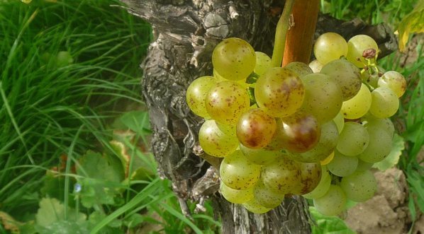 Silvaner druer