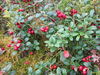 Tyttebær September 2011 Foto Anne Kaia