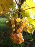 Wein- und Sektgut Barth