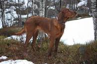 Søndenåsen\\\\\\\'s Millie2_500x333