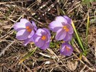 krokus_140x105
