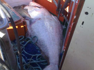 Det var ikke noen liten fisk de dro ombord..