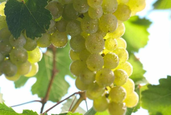 csm_20080113_Riesling_ueberarbeitet_ddcbb917c1