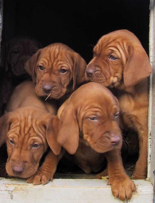 Vizslavalper