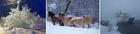 bilderad vinter_500x123