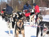 Hundekjøring, Holmen Hundesenter i Alta.  Foto: Alta Havn KF