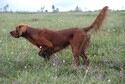 Kuling_08[1]_125x84