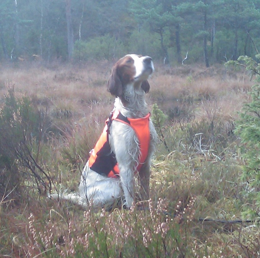Irsk-rød-og-hvit-setter-Toboggans-Amazing-Skadi-1AK
