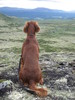 Bajas på Dovre_510x680