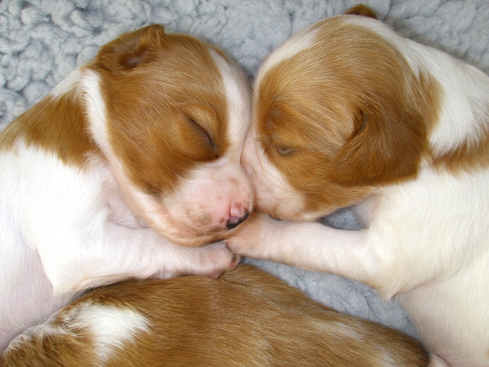 irws-puppies-skadi-kansas-10days-1