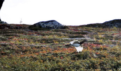 Tydalsrype_400x235