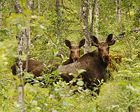 König der Wälder - Elche