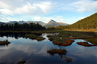 Moorlandschaft in Dyrøy