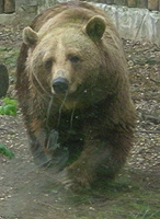 Bären in freier Wildbahn