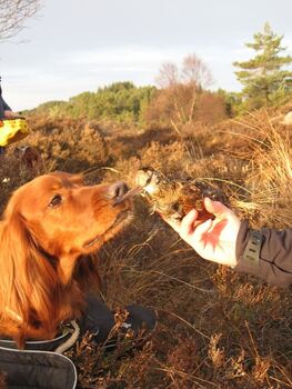 Chaccira snuser på en død rugde_510x680