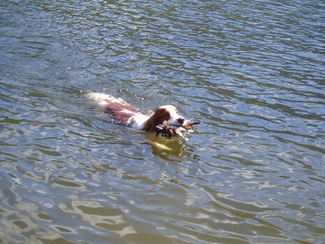 Terry i vannet_510x383