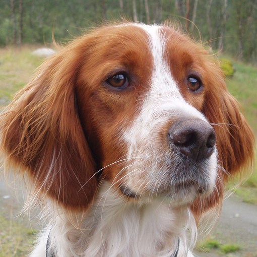 Sjeldne irsk rød og hvit setter valper til salgs Norsk Irsksetterklubb