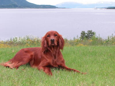 Hadseløya\\\\\\\'s Enya