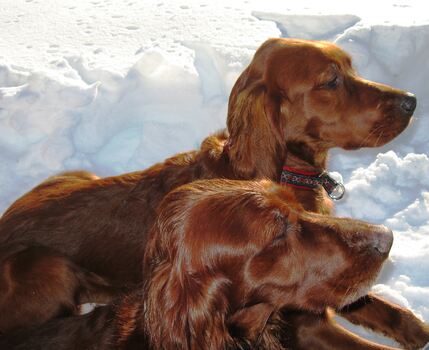 Balto og mor Freya