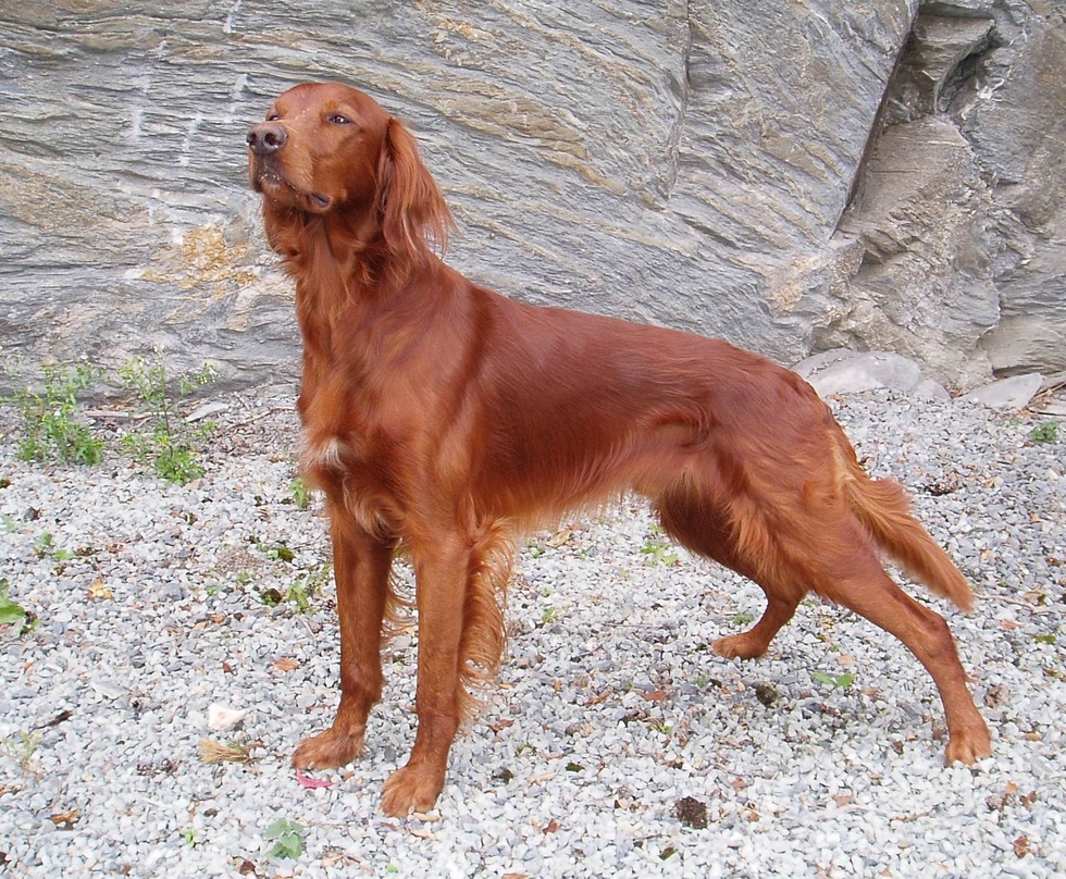 heggelifjellets fox