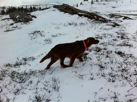 Fryd vinter_500x373