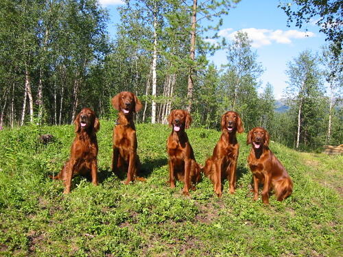 Kirkesdalshunder 04_500x375