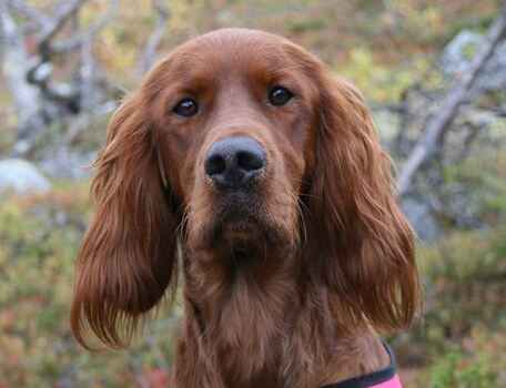 Bjørnåns D Dorav2_500x383