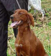 Red Garlic\\\\\\\'s Escargo_500x548