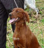 Red Garlic\\\\\\\'s Escargo_500x548