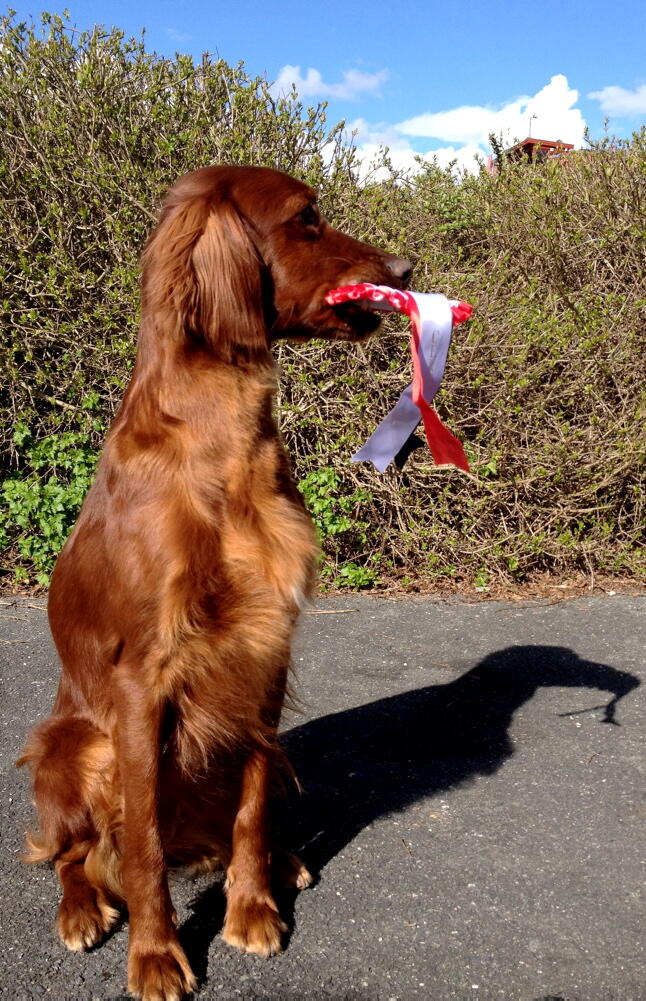 En smak av rosett for Follsjøens Emilie En smak av rosett for Follsjøens Emilie
