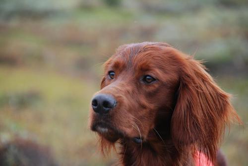 Liatoppens Syklonv2_500x335