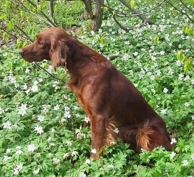 Imingens Li Just for Funv2_500x454