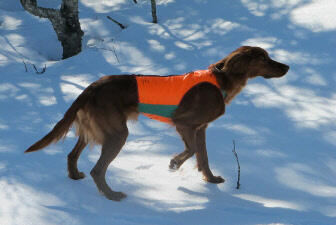 Skiskogens Alice_500x335