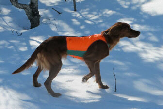 Skiskogens Alice_500x335