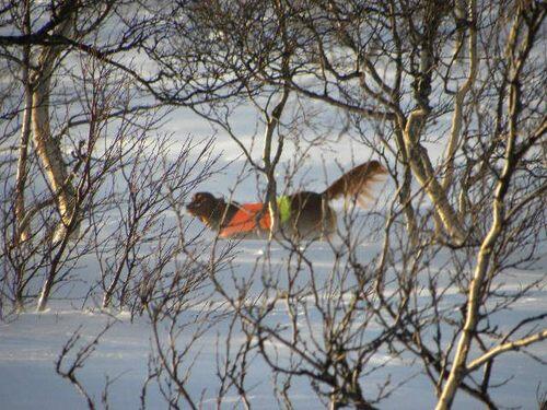 Rosenlia\\\\\\\'s Kanon-Kula_500x375