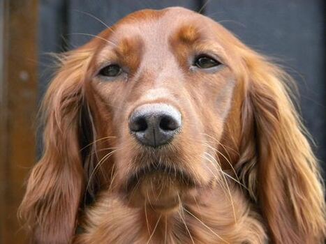 Super Starv1_500x375