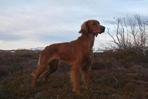 Imingens LK INDIv2_500x333