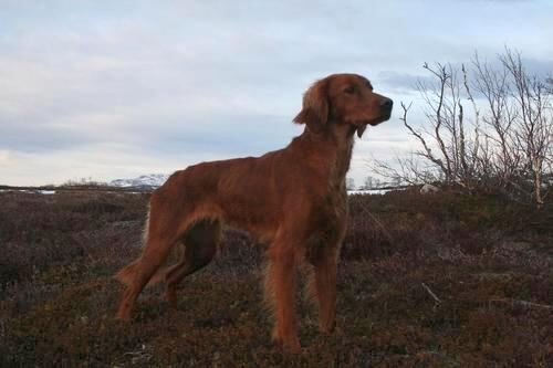 Imingens LK INDIv2_500x333