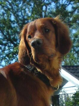 Pasvikdalens Nemo_500x666