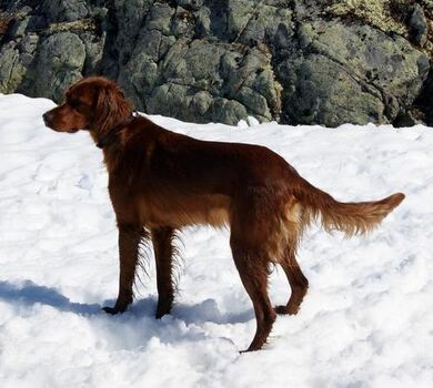 Lucky Ladyv2_500x449